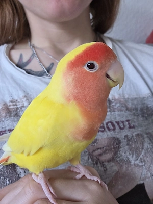 Rosenköpfchen Handzahm  Bild 4