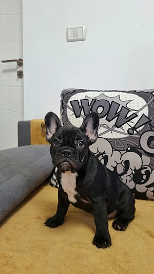  Französische Bulldoggen Welpen 