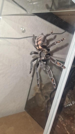 Psalmopoeus irminia mit terrarium 