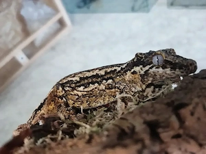 0.1 B&W Stripe Höckerkopfgecko(Rhacodactylus)