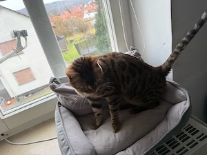 BKH Bengal mix kitten 