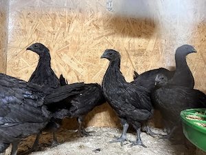 Ayam Cemani Hühner Hahn Stamm