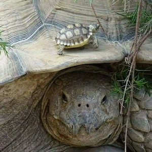 Spornschildkröte, Nachzuchten