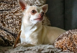 Liebevolle Utlaubsbetruung für Chihuahua Senior gesucht (Oktober)