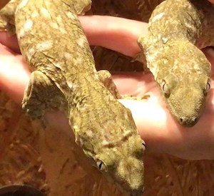 Rhacodactylus leachianus  Mt. Koghis  (Friedel)   vermutlich 1.1   Tausch gegen Uroplatus Arten,