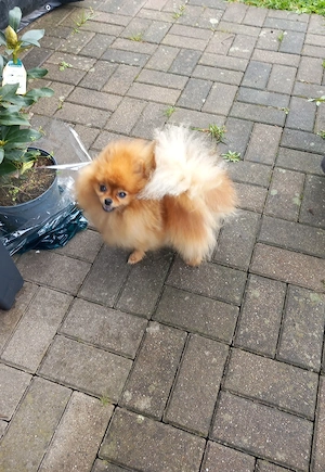 Luxuriöse Pomerianen  mini Hündin