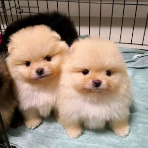 Pomeranian Zwergspitz