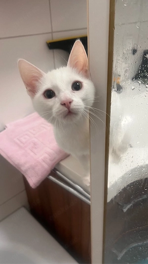 Snow sucht ein spielfreund 