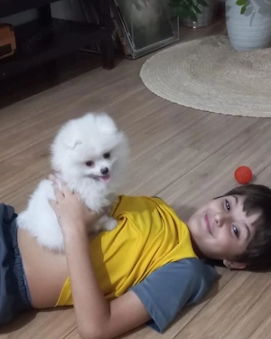 Süße Mini Pomeranian-Welpen 