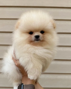 Superniedliche und gesunde Pomeranian-Welpen