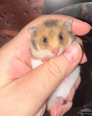 Goldhamsterbabys 5 Wochen alt  Bild 6