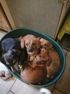 Zwergdackel mix Hündin 