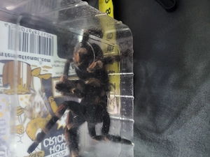 0.1 B. Auratum subadult evt adult Übergabe in Bad Fallingbostel 