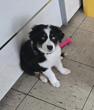 Zwei süsse Australian Shepherd suchen nach Familien für immer. Ein Rüde und eine Hündin.