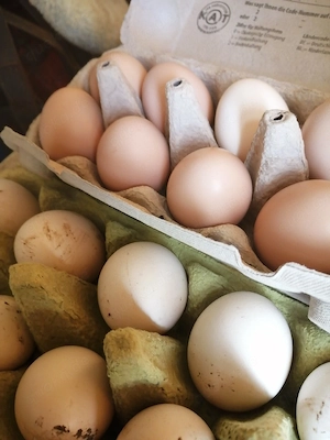Eier zu verkaufen 