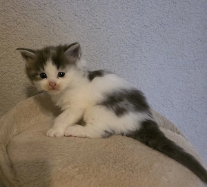 Maine Coon Kitten 