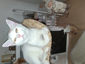 Die kleine Maus sucht ein neues Zuhause ü