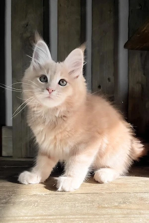 7 wunderschöne Maine Coon Kitten   4 Monate   Geimpft & Kinderlieb