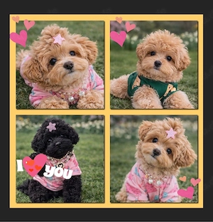 Exklusive Mini Maltipoo Welpen aus traumhafter Verpaarung kleiner, wunderschöner Eltern. Bild 3