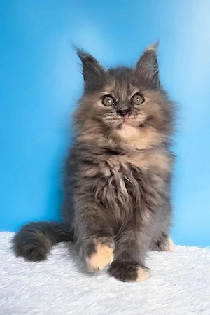 5 wunderschöne Maine Coon Kitten  4 Monate  Geimpft & Kinderlieb Bild 4