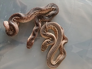 2.2 Acrochordus arafurae nz 25 