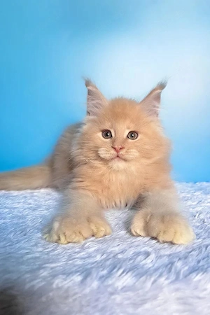 7 Maine-Coon-Kitten  3 Monate, geimpft und entwurmt, kinderlieb