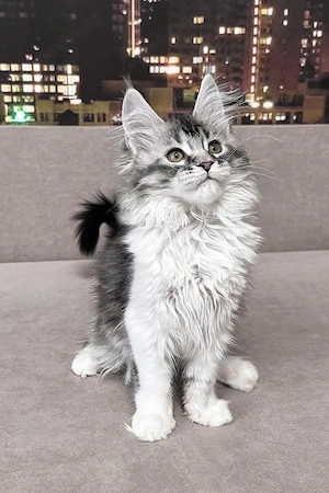 Wunderschöner, 5 Monate alter Maine-Coon-Kater   bereit für die Familie und superlieb!