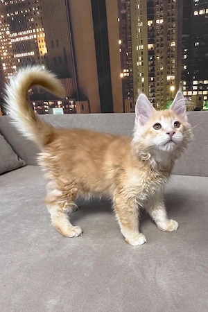 8 süße 5 Monate alte Maine Coon-Mix Kätzchen   4 Männchen & 4 Weibchen   geimpft, entwurmt & kinderl