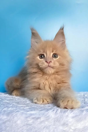 5 wunderschöne Maine Coon Kitten  4 Monate  Geimpft & Kinderlieb