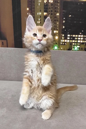 Edler Maine Coon Kater   Red Silver Ticked   3 Monate   Rarität Bild 4