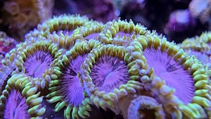 Korallenableger- Krustenanemone " Purple Monster "