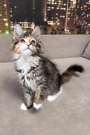 8 süße 5 Monate alte Maine Coon-Mix Kätzchen   4 Männchen & 4 Weibchen   geimpft, entwurmt & kinderl