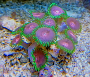Korallenableger- Krustenanemonen " Pink Diamond "