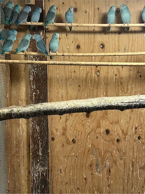 Blaugenicks Sperlingspapageien