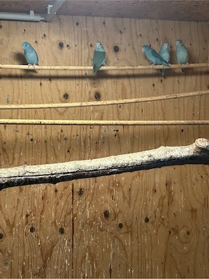 Blaugenicks Sperlingspapageien