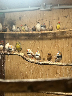 Prachtfinken verschiedene Arten