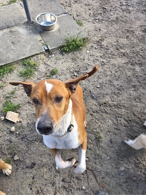 Dein bester Freund wartet auf Dich Bild 9