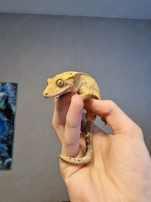 Kronen Gecko zu Verkaufen