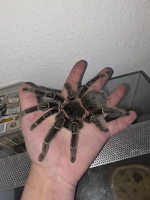 Weibliche Lasiodora Parahybana, 6 Jahre alt mit Terrarium