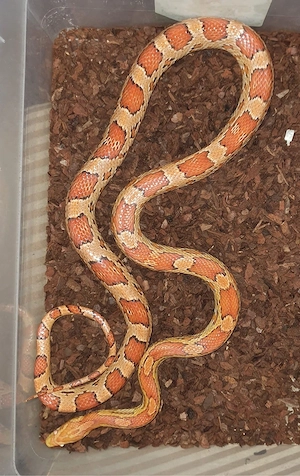 Kornnatter Paar Snow Paradox und Classic