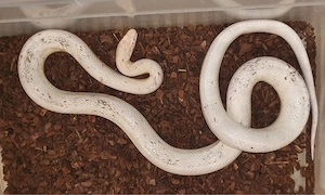 Kornnatter Paar Snow Paradox und Classic