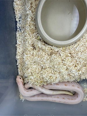 Heterodon nasicus Hakennasennattern