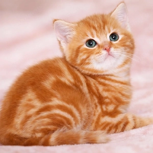 BKH Katerchen reinrassige rot marmur seltene Farbe 