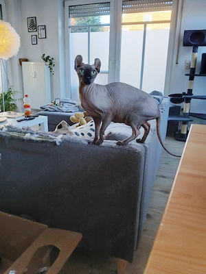 Elf Sphynx zu verkaufen