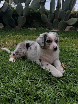 Australian-Shepherd-Welpe sucht ein Zuhause für immer.