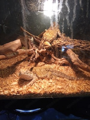 Zwerg Bartagamen top fit 