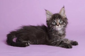  Maine-Coon-Kätzchen...