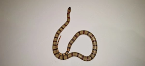 1.1 Lampropeltis leonis 