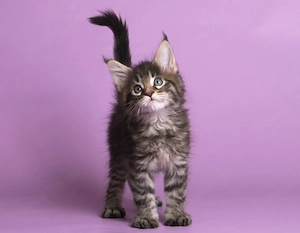 Maine-Coon-Kätzchen suchen ein neues Zuhause Bild 4