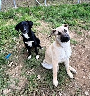 Zuhause oder Pflegestelle gesucht für Amaya 